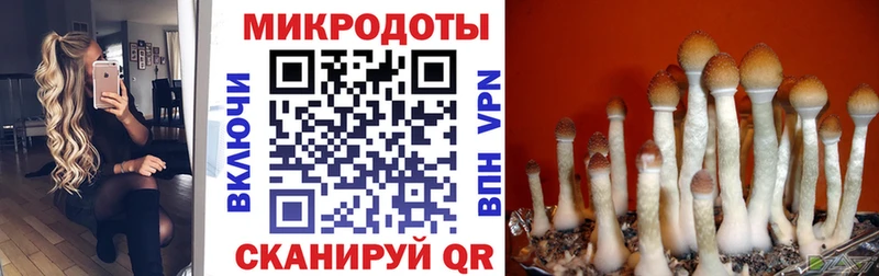 Псилоцибиновые грибы Psilocybine cubensis Кущёвская